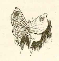 Сказки Андерсена Ганса Христиана - Мотылёк