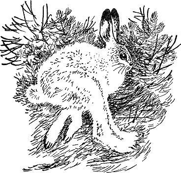 Сказки Бианки Виталий Валентинович - Приказ на снегу Рис. 1